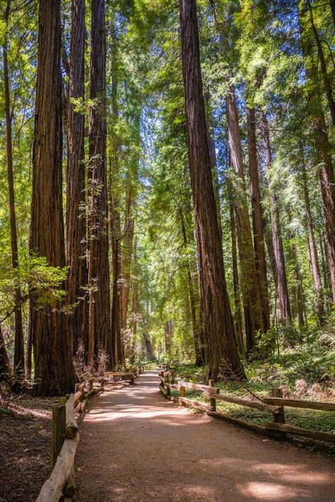 Discover the best trails in Muir Woods National Monument with this comprehensive guide. From leisurely strolls to challenging hikes, explore the enchanting redwood forest and immerse yourself in the natural beauty of this iconic destination. Muir Woods California, Redwood Forest California, Calm Summer, Muir Woods National Monument, Muir Beach, Coastal Redwood, Mount Tamalpais, Cali Trip, California Aesthetic