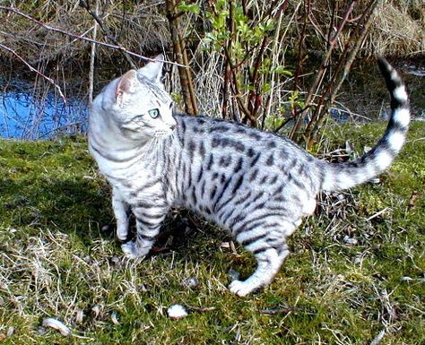 White silver spotted tabby with blue eyes Silver Bengal Cat, Silver Tabby Cat, Funny Cat Photos, Cat With Blue Eyes, Fluffy Kittens, Gorgeous Cats, Cat Pose, Cat Photography, Warrior Cat