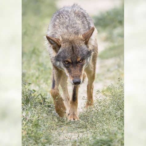 Wolf Curled Up, Wolf Running Side View, Iberian Wolf, Huge Wolf, Story References, Wolf With Pups, Wolf Poses, Wolf Husky, Being An Artist