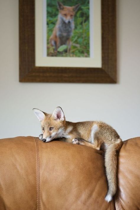 givemeallthebaconandeggs:  (via The house fox.) Baby Fox, Cute Fox, The Fox, The House, At Home, Fox, Pet, Leather