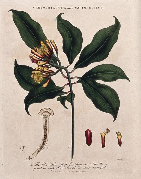 Clove tree (Syzygium aromaticum): flowering and fruiting stem with cloves and parasitic worm. Coloured etching by J. Pass, c. 1808, after J. Ihle. Source: Wellcome Collection  https://wellcomecollection.org/works/u8mc9bdr Hop Flower, Buddha's Hand, Illustration Botanique, Botanical Illustration Vintage, Plant Illustration, Hand Art, Botanical Flowers, Vintage Botanical, Antique Prints