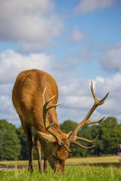 Elk Images, Deer Eating, Stag Animal, Elk Pictures, Water Deer, Sky Brown, Sunset Images, Deer Stand, Australian Wildlife