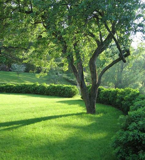 Formal Gardens, Grass Seed, Green Garden, Country Gardening, English Garden, Shade Garden, Petunias, Dream Garden, Garden And Yard