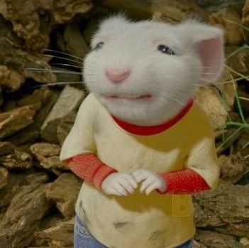 Stewart Little, Stuart Little Costume, Mouse Meme, Scott Howard, Ratatouille Rat Memes, Curb Your Enthusiasm, Cat Profile, Rat Memes Humor, Rats Meme Funny