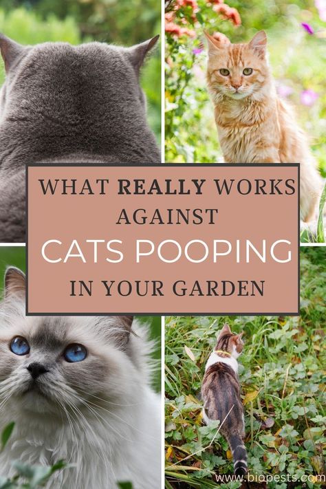 Cat Pooping, Garden Entrances, Cat Repellent, Cat Deterrent, Cat Repellant, Organic Pest Control, Cat Proofing, Fall Garden Vegetables, Plant Diseases