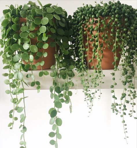 #succulents #homedecor #guide #succulentlove #gardening #onlineshopping #buynow #gardendesign #gardeningtips #shop Bedroom Vines, Indoor Vines, Trendy Plants, Plants Are Friends, House Details, Hanging Succulents, Plants Indoor, House Plants Indoor, Deco Floral