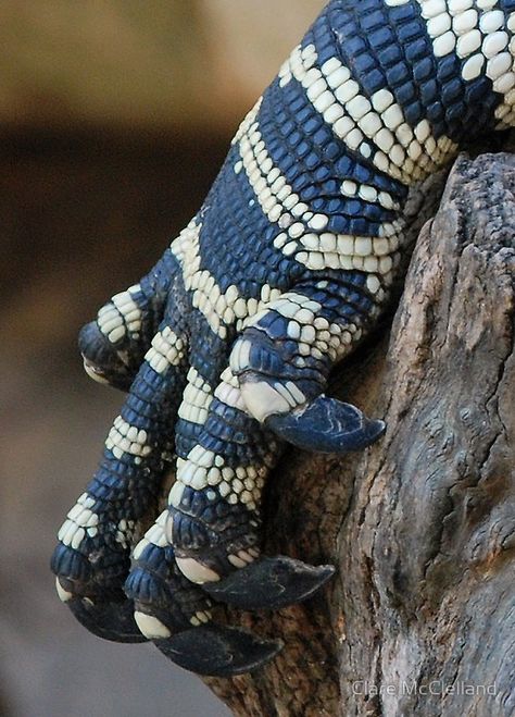 jaws-and-claws: by Clare McClelland Dragon Paws, Lace Monitor, Armour Inspiration, Dragon Reference, Blue Iguana, Reptile Scales, Monitor Lizard, Dragon Claw, Chameleons