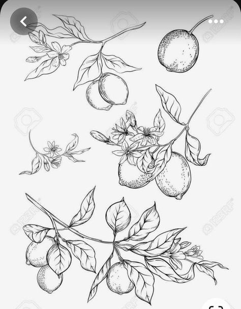 Lemon Tree Branch, Tree Branch Tattoo, Lemon Drawing, Peach Tattoo, Fruit Tattoo, Design Outline, Branch Tattoo, Lemon Flowers, Flower Line Drawings