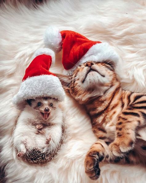 Bengal Kitten, Santa Hats, Cute Hedgehog, Pet Holiday, Bengal Cat, Amazing Animals, Christmas Animals, Cute Little Animals, Christmas Cats