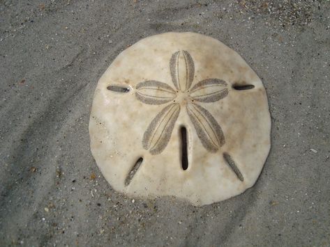 The Echinoblog: Sand Dollars ARE Sea Urchins. Please make a note of it! Crochet Angel Wings, Legend Of The Sand Dollar, Sand Dollar Tattoo, Sand Dollar Art, Dollar Art, Make A Note, Sea Life Art, Crochet Angel, Sea Urchins