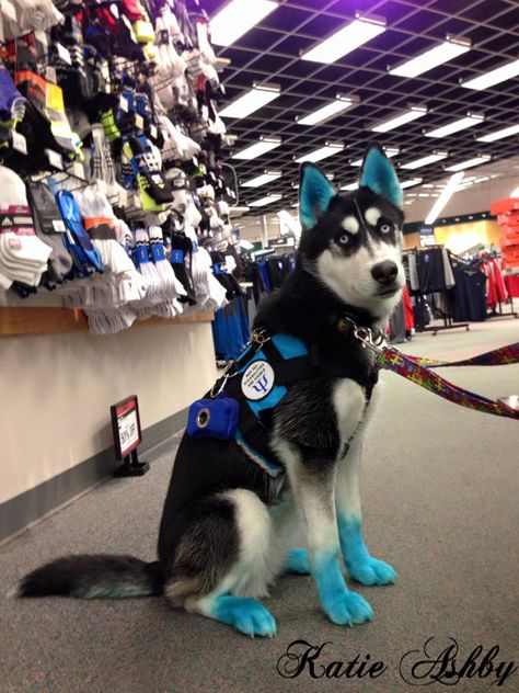 Husky Service Dog, Cute Service Dog Vest, Husky Humor, Siberian Husky Facts, Service Dogs Breeds, Dog Dye, Train Dogs, Police Canine, Psychiatric Service Dog