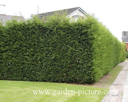 13 Attractive Ways To Add Privacy To Your Yard & Deck (With lots of pictures and resources) Leylandii Hedge, Cupressocyparis Leylandii, Yard Privacy, Privacy Ideas, Yard Deck, Garden Hedges, Privacy Trees, Privacy Plants, Natural Fence