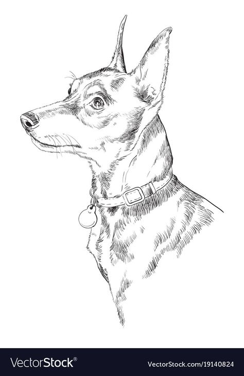 Dog Drawing Black And White, Dog Drawing Illustration, Miniature Pinscher Art, Dog Sketches, Pincher Dog, Dance Drawing, Mini Pinscher, Dancing Drawings, Dog Sketch