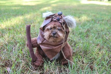 Hilarious Halloween Costumes for Dogs - 2020 - Happy Oodles Ewok Dog Costume, Halloween Costumes For Dogs, Ewok Costume, Costumes For Dogs, Cute Dog Costumes, Dog Halloween Costume, Top Halloween Costumes, Animal Babies, Cutest Dogs