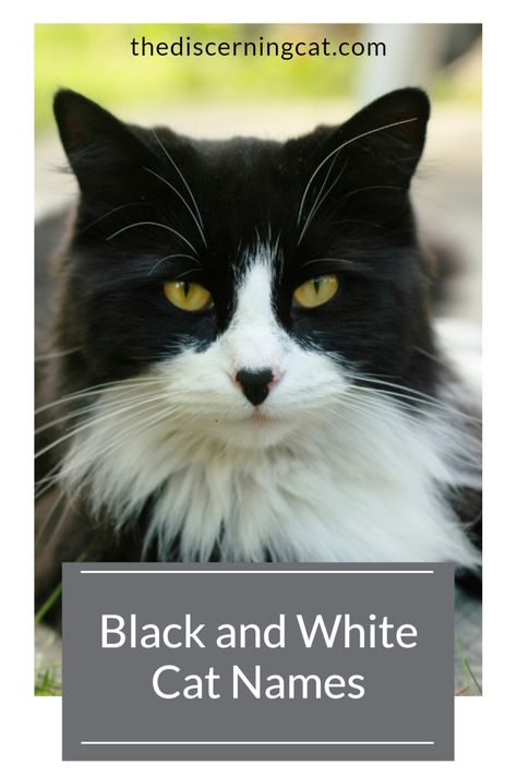 Black and White Cat Names: Planning on getting a gorgeous black and white kitty? Here is lots of inspiration to help you choose the purrfect name for your cat as well as 12 top names for black and white cats Black And White Cat Names, Badass Cat Names, Ginger Cat Names, Boy Cat Names, Cartoon Black And White, Black And White Kitty, Black And White Cats, Black And White Kittens, Kitten Names