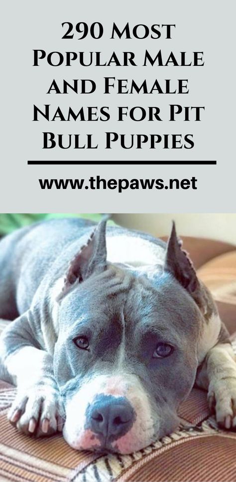 Here is the ultimate list of most popular male and female names for Pit Bulls. #pitbulls #pitbullpuppies #pitbullnames Pit Bulls Puppies, Girl Pitbull Names, Names For Pitbulls, Male Pitbull Names, Female Pitbull Names, Pitbull Puppy Names, Blue Pit Puppies, Blue Pitbull Puppy, Puppy Girl Names