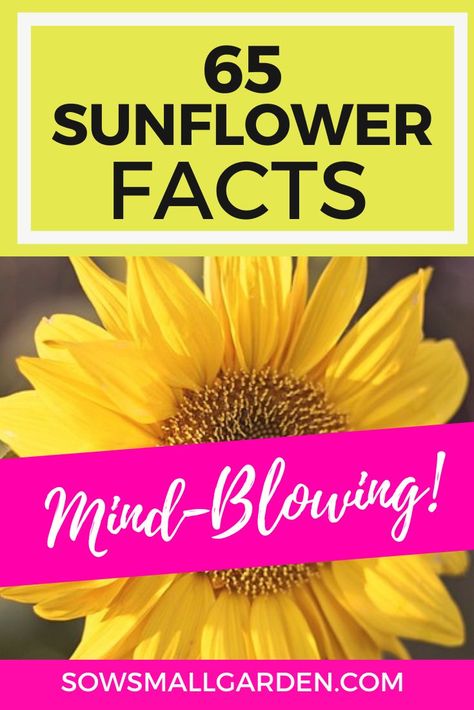 National Sunflower Day, Sunflower Games, Facts About Sunflowers, Sunflower Facts, Sunflower Craft, Sunflower Tree, Zone 8b, Russian Orthodox Church, Growing Sunflowers