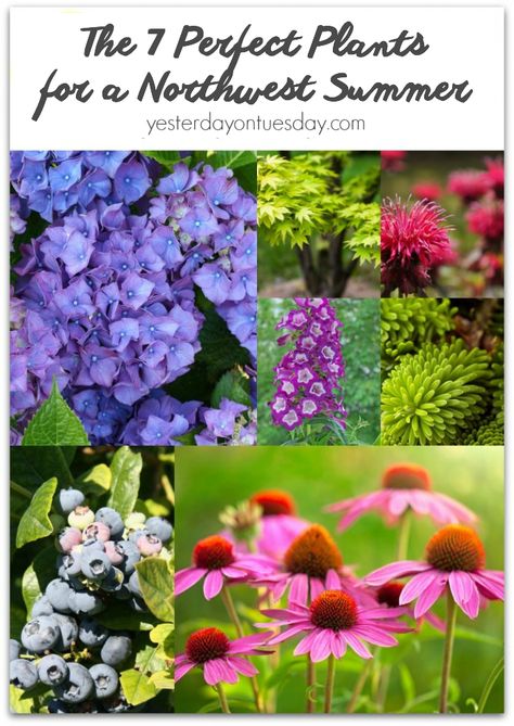 7 Perfect Plants for a Northwest Summer | Yesterday On Tuesday Pacific Northwest Flowers, Simple Abundance, Pnw Garden, Diy Projects Decor, Pacific Northwest Garden, Northwest Flowers, Northwest Garden, Northwest Landscaping, Cozy Fall Vibes