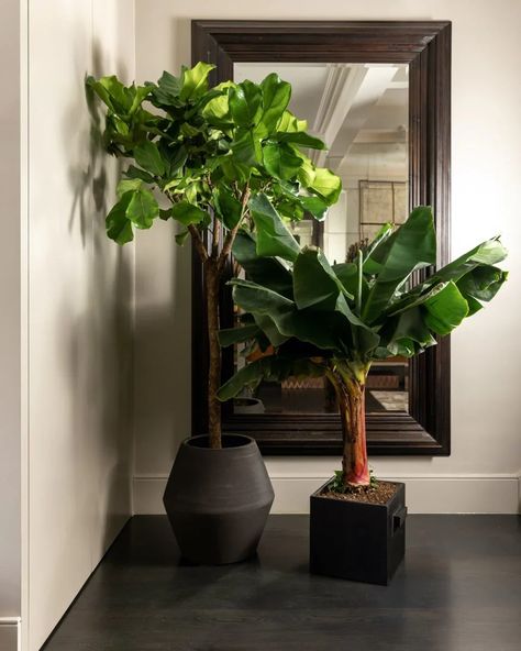 Everything You Need to Know About the Dwarf Cavendish Banana Tree (Mus – XRoci Indoor Banana Tree, Cavendish Banana, Fiddle Leaf Tree, Duke Of Devonshire, Kentia Palm, Banana Plant, Indoor Tree, Plant Indoor, Ficus Lyrata