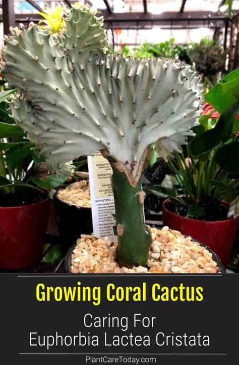 Coral Cactus Plant (Euphorbia Lactea Cristata) crest-like appearance, long-lived, perennial houseplant, unusual foliage. [DETAILS] Cactus Indoor, Euphorbia Lactea, Coral Cactus, Succulent Potting Mix, Cactus House Plants, Garden Cactus, Holiday Cactus, Plants Care, Indoor Cactus