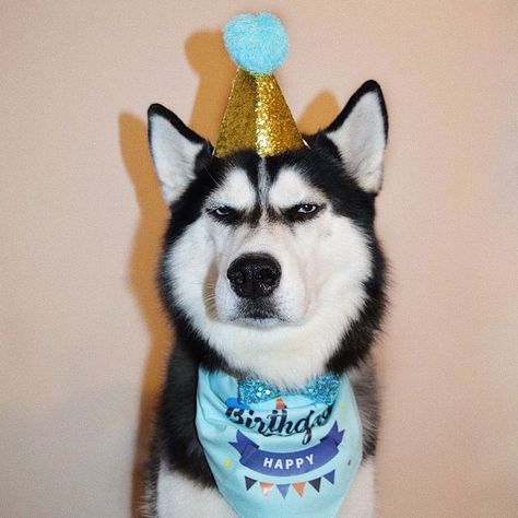 9GAG: Go Fun The World on Instagram: “When people start to sing the birthday song to me | Follow @barked for more cute dogs!⠀ -⠀ 📷 @huskyanuko⠀ -⠀ #barked #Husky #9gag” Happy Birthday Wolf, Husky Birthday, Grumpy Dog, Husky Funny, Dog Birthday Party, Happy Tails, Singing Happy Birthday, Birthday Songs, Funny Wallpaper