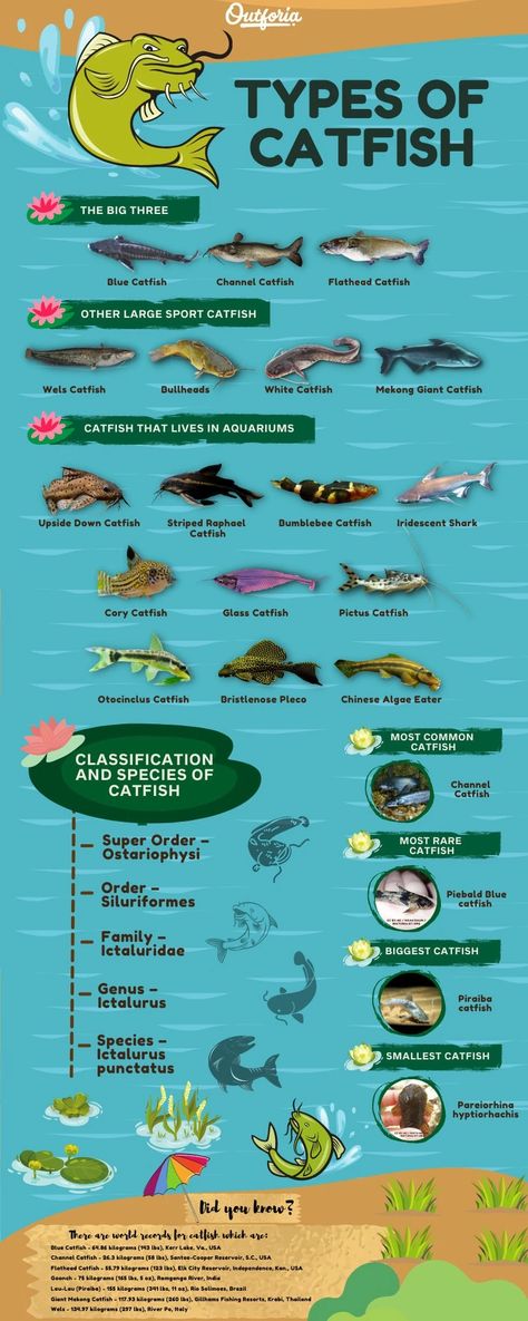 17 Different Types of Catfish: Pictures, Facts, and Guide - Outforia Otocinclus Catfish, Catfish Aquarium, Upside Down Catfish, Catfish Pictures, Wels Catfish, Glass Catfish, Aquarium Catfish, Big Catfish, Cory Catfish