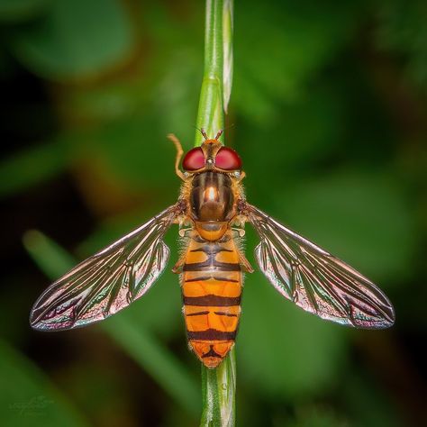 Nicolas Stey Macro Photography’s Instagram profile post: “Happy #flyfriday Hoverfly / Schwebfliege _______________________ #gmf_macrofun #macro_delight #macrogrammers #earthcapture @bbcearth…” Hoverfly, Marmalade, Macro Photography, Arm Tattoo, Tattoo Ideas, Instagram Profile, Drawings, Photography, Quick Saves