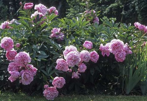 Paeonia lactiflora x/Herbaceous peony 'Doctor Alexander Fleming'/Peony Alexander Fleming Peony, Herbaceous Peony, Alexander Fleming, Art Images Pictures, Licensing Art, Paeonia Lactiflora, Website Images, Historical Images, Gardening Plants