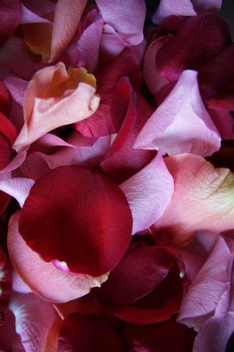 A collection of different colored rose petals. A bright red is in focus with softer shades of pink surrounding. Rose Petals Aesthetic, Flower Petals On Bed Romantic, Pink Rose Petals Aesthetic, Petals Aesthetic, Hotel Rose Petals Romantic, Rose Priestess, Rose Petal Bath Aesthetic, Rose Petals Bath, Zuma Beach