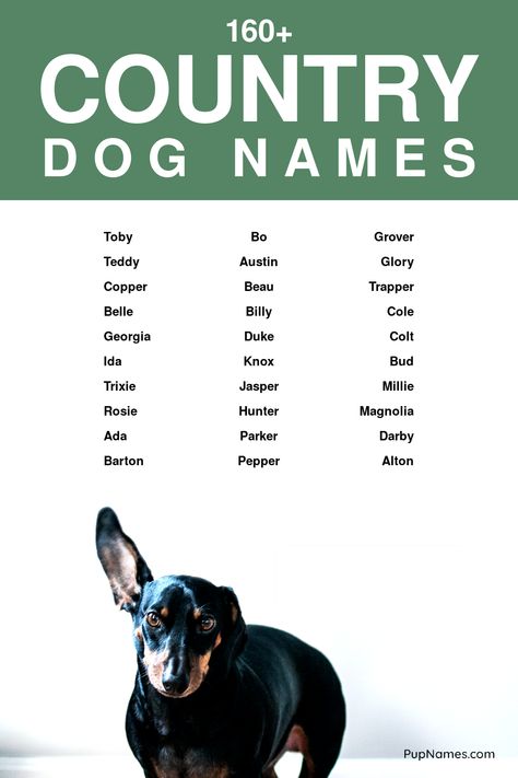 country dog names Celestial Names, Creative Dog Names, Beautiful Dog Names, Country Dog Names, Names Beginning With B, Dogs Names List, Girls Pick, Boy Dog Names, Names Starting With A