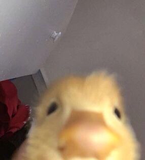 Duck Pfp, Duck Cute, A Duck, Kdrama