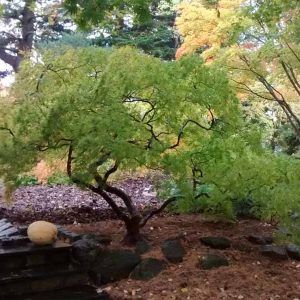 United States - Inspiring Garden Ideas for all Gardeners Viridis Japanese Maple, Acer Dissectum, Acer Palmatum Dissectum, Acer Trees, Flowering Cherry Tree, Waterwise Garden, Japanese Maple Tree, Planting Shrubs, Acer Palmatum