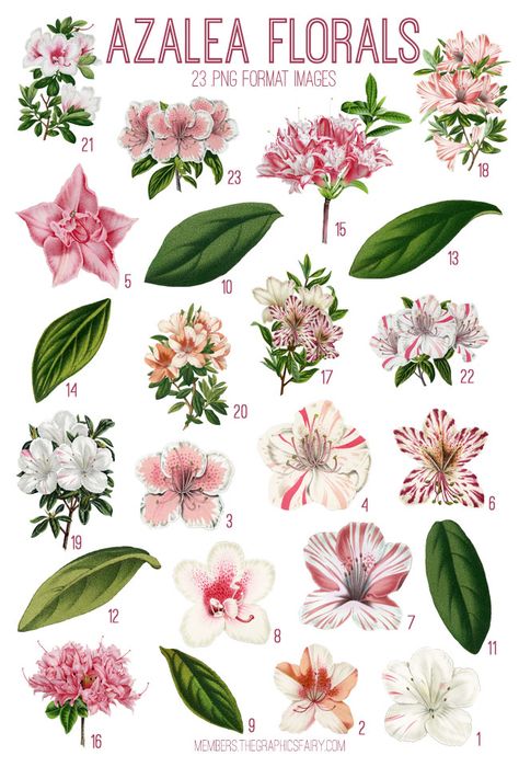 Azalea Florals Images Kit! Graphics Fairy Premium Membership. So many beautiful Vintage Flowers in this Bundle. Azealia Flower Tattoo, Azalea Line Drawing, Azelea Aesthetic Flower, Azalea Illustration, Azalea Watercolor, Azealia Flower, Azalea Drawing, Azalea Flower Tattoo, Azaleas Flower