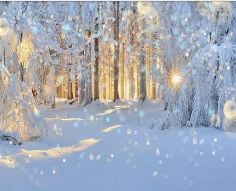 Studio Photo Background, Winter Wonderland Wallpaper, Trees Photo, Studio Backdrops Backgrounds, Winter Wonderland Theme, Snow Forest, Christmas Scenery, Painting Snow, Winter Fairy