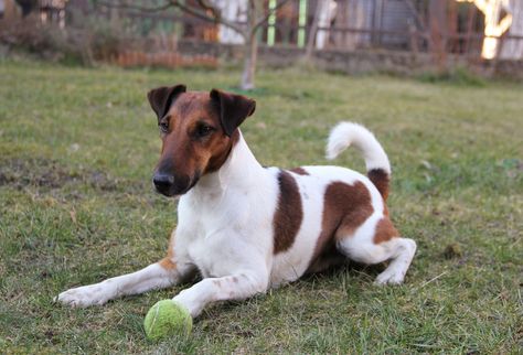 Fox Terrier (Smooth) Healthiest Dog Breeds, English Toy Terrier, Fox Terrier Puppy, Glen Of Imaal Terrier, Dog Crossbreeds, American Foxhound, Smooth Fox Terriers, Kerry Blue Terrier, Norwich Terrier