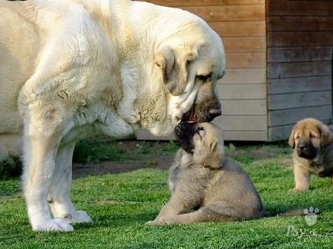 Spanish Mastiff #Dogs #Puppy British Mastiff, South African Mastiff, Pyrenean Mastiff, Spanish Mastiff, Livestock Guardian Dog, Mastiff Puppies, Tibetan Mastiff, Mastiff Dogs, Dog Exercise