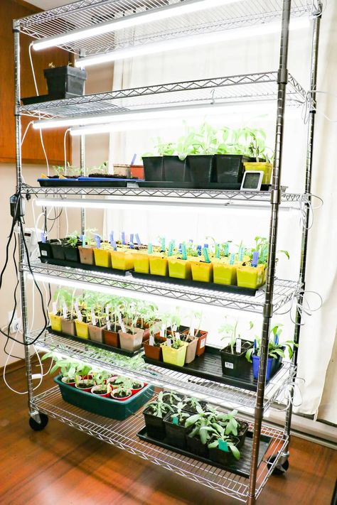 Best Low-Cost Indoor Seed Starting Supplies | Empress of Dirt Seedlings Indoors Starting, Seed Starting Indoors Diy, Growing Vegetables Indoors, Seedlings Indoors, Starting Seeds, Indoor Greenhouse, Garden Shelves, Starting Seeds Indoors, Seed Starter