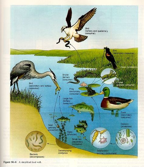 This is another example of a wetland food web. Wetland Biome, Ocean Food Web, Food Web Activities, Ecosystems Projects, Food Webs, Food Chains, Aquatic Ecosystem, Pond Life, Outdoor Education