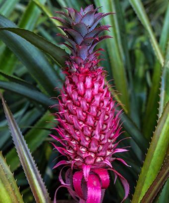 Nope, it's not just a Lilly Pulitzer-fueled fever dream, pink pineapples really do exist. Big Pineapple, Growing Pineapple, Pineapple Flowers, Pineapple Planting, Eat Happy, Fever Dream, Pink Pineapple, Exotic Fruit, Fruit And Veg