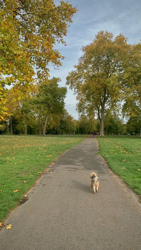 dog walk Vision Board Pictures Walking, Dogs Walking Aesthetic, Summer Dog Walk Aesthetic, Walking My Dog Aesthetic, Park Walks Aesthetic, Valleys Aesthetic, Walk Dog Aesthetic, Walking Dogs Aesthetic, Dog Care Aesthetic