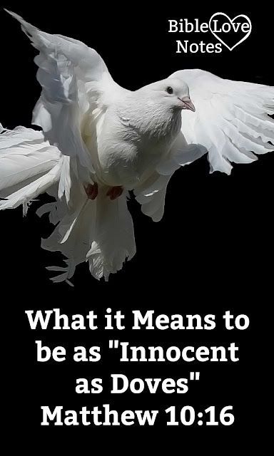 What did Jesus mean when He said we should be as "innocent as doves"? This 1-minute devotion explains. Ephesians 4 15, Matthew 10 16, Home Bible Study, Bible Blessings, Following God, Speaking Truth, Bible Love Notes, New Testament Books, Proverbs 31 Women