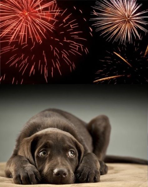 Dogs And Fireworks, Fireworks, Labrador Retriever, Labrador, Lab, Dogs, Animals