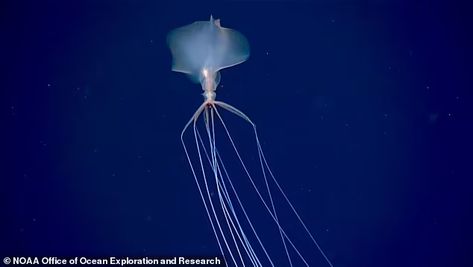 'Otherwordly' bigfin squid that can grow longer than 20-feet spotted in the Gulf of Mexico | Daily Mail Online Big Fin Squid, Squid Video, Bigfin Squid, Cool Sea Creatures, Beautiful Sea Creatures, Cosmic Horror, Aquatic Animals, Creature Feature, Marine Animals