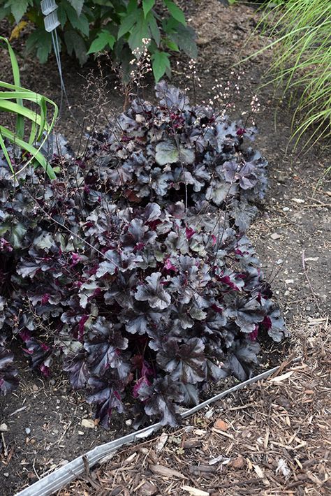 Black Pearl Coral Bells (Heuchera 'Black Pearl') at Wasco Nursery Black Coral Bells, Black Pearl Coral Bells, Heuchera Black Pearl, Black Heuchera, Magnolia Bed, Garden Border Edging, Coral Bells Heuchera, Alpine Garden, Coral Bells