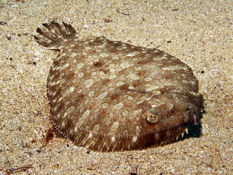 Bothus podas (Wide-Eyed Flounder) is a type of flatfish native to the Mediterranean Sea and the eastern Atlantic. It is a demersal fish found at depths varying from 5m to 400m, typically growing to a length of 13cm. The width is about half its length. Its eyed side has a light brown colour, with darker spots. Bothus podas‘s diet consists mainly of fish spawn, benthic small fishes and invertebrates. Reproduction occurs between May and August. Photo taken by Brian Azzopardi on Gozo’s south coast. School Reference, Flounder Fish, Light Brown Colour, Monster Fish, Flounder Fishing, Flat Fish, Water Creatures, Monster Fishing, Cool Fish