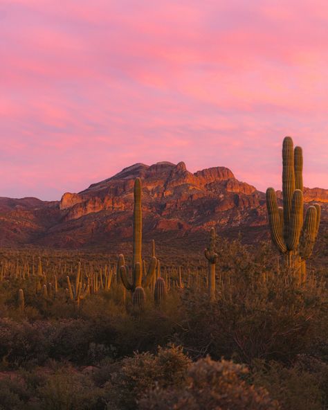 the moon 🤝🏻 cacti just a month or two until it’s cool enough to start wandering the desert again. I’m so ready to explore my backyard Courtney Wilson, Black Rock Desert, Arizona Sunset, Superstition Mountains, Western Desert, Desert Mountains, Mountain Travel, Planet Earth, The Desert