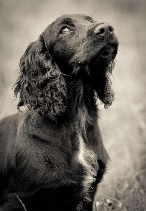 Working Spaniel, Working Cocker Spaniel, Sprocker Spaniel, Black Cocker Spaniel, Spaniel Breeds, Working Cocker, Cocker Spaniel Puppies, Cocker Spaniel Dog, English Cocker