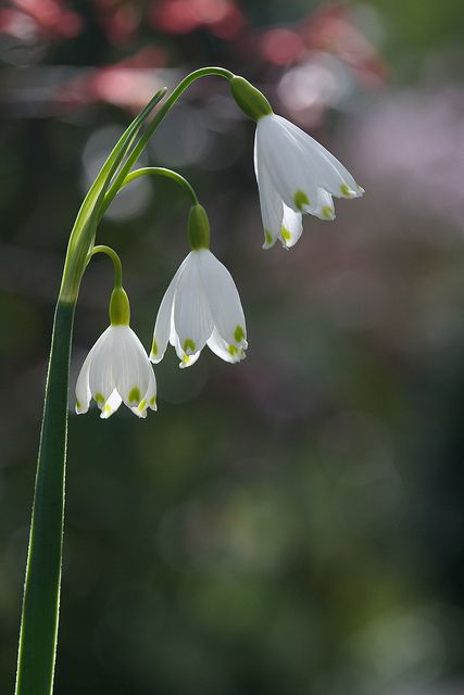 Leucojum aestivum flowers in the lower garden- Summer Snowflake | Flickr - Photo Sharing! Leucojum Aestivum, Summer Snowflake, Cosy Garden, Snowflake Flower, Snow Drop, Cute Amigurumi, Leafy Plants, Amigurumi Doll Pattern, Macro Flower