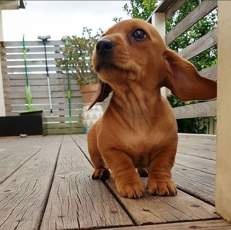 Puppy cankles and wrinkles to brighten your day ???? - Imgur Wiener Dogs, Weenie Dogs, Dachshund Puppies, Dachshund Puppy, Weiner Dog, Wiener Dog, Cute Animal Photos, Sausage Dog