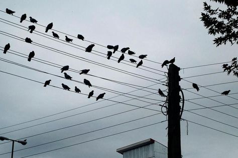 everyone is online... Wildlife Biologist, Bar Scene, Power Wire, Power Lines, Love To Meet, Gods Creation, All Birds, Long Trips, Bird Photography